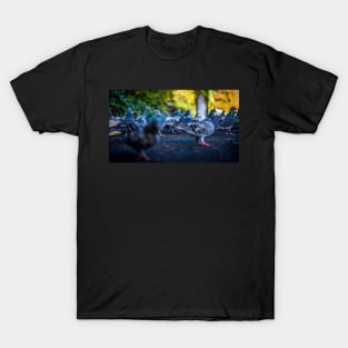 Park Pigeons T-Shirt